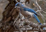 Woodhouse Scrub Jay - 